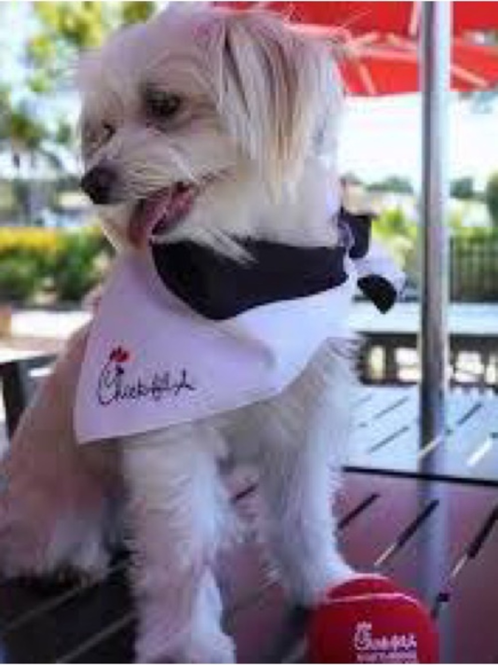 Chick-fil-A collectible bandana limited edition